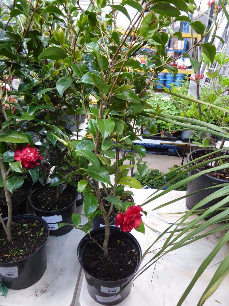 Lot 4209 - Camellia Red