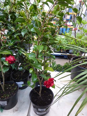 Lot 4209 - Camellia Red