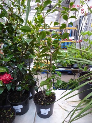 Lot 4210 - Camellia Red