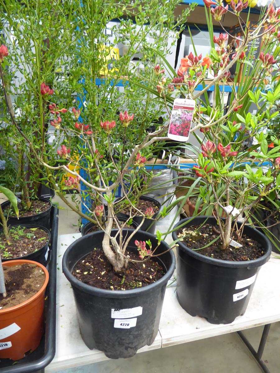 Lot 4220 - Deciduosis Azalea Juanita