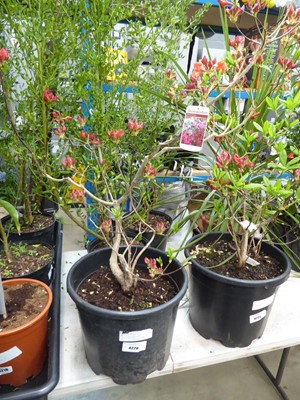 Lot 4220 - Deciduosis Azalea Juanita