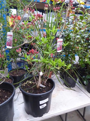 Lot 4221 - Deciduosis Azalea Juanita
