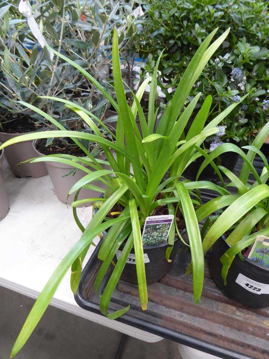Lot 4222 - Agapanthus