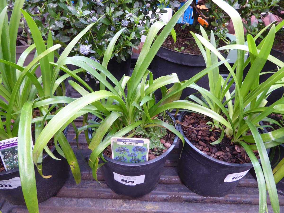 Lot 4223 - Agapanthus