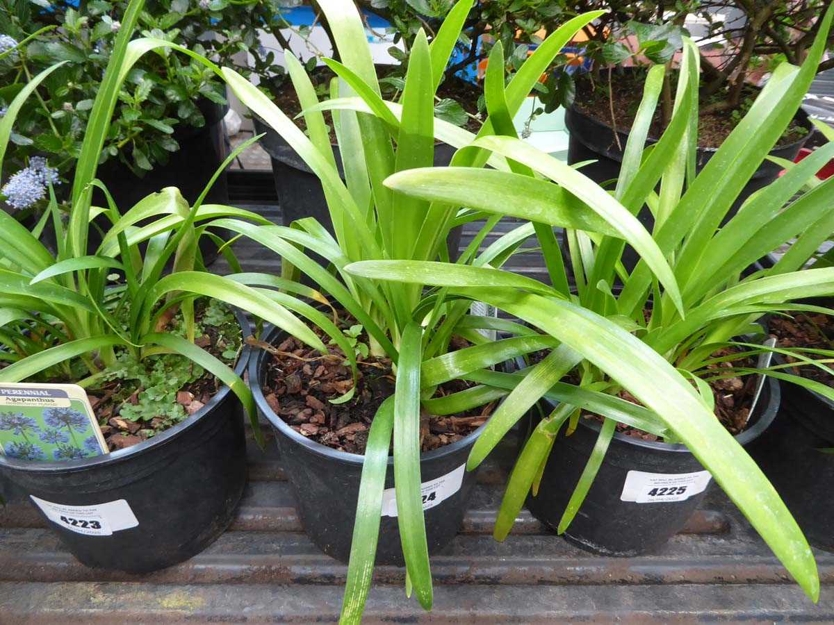 Lot 4224 - Agapanthus