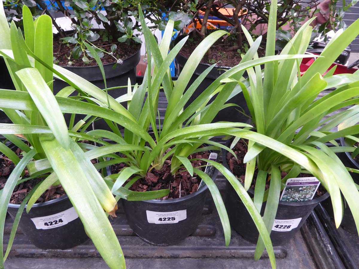Lot 4225 - Agapanthus