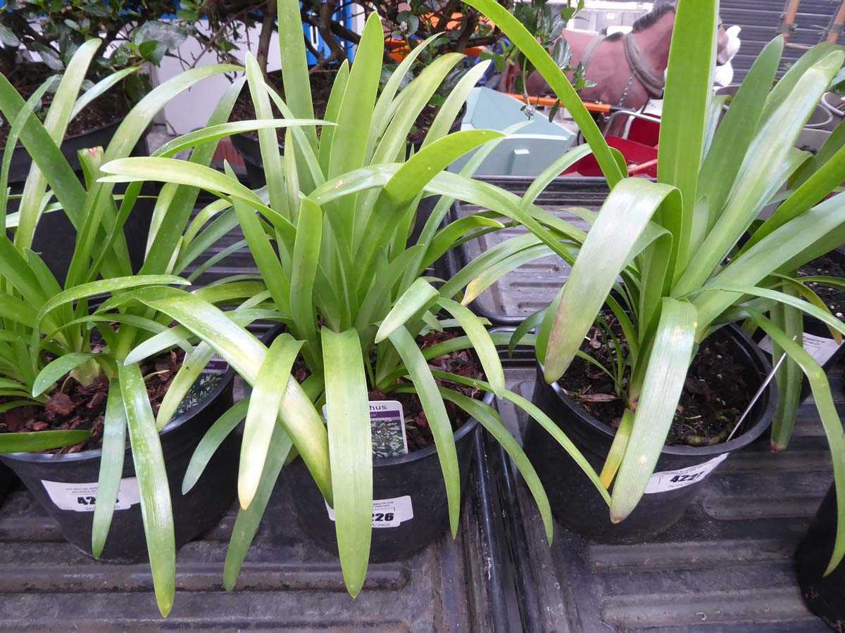 Lot 4226 - Agapanthus