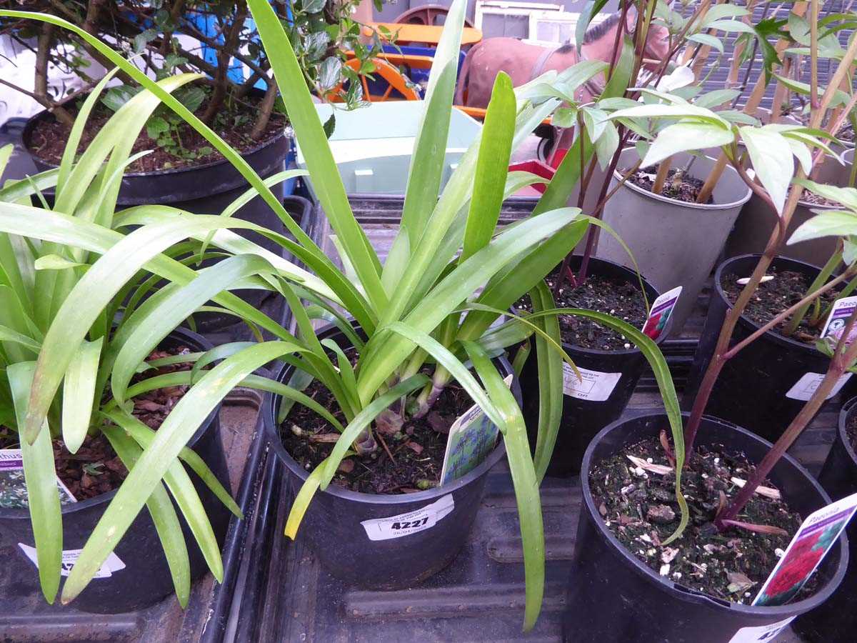 Lot 4227 - Agapanthus