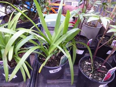 Lot 4227 - Agapanthus