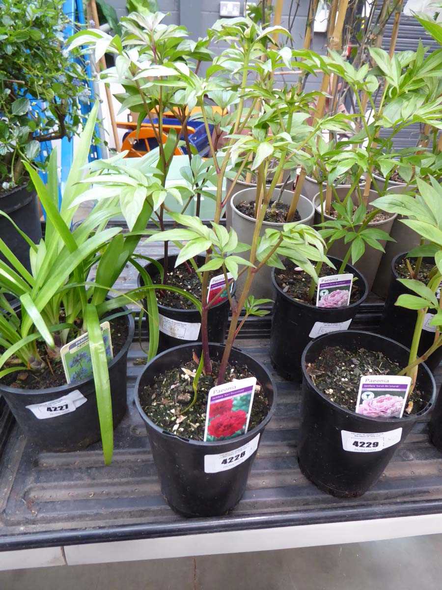 Lot 4228 - 2x Paeonia Peony