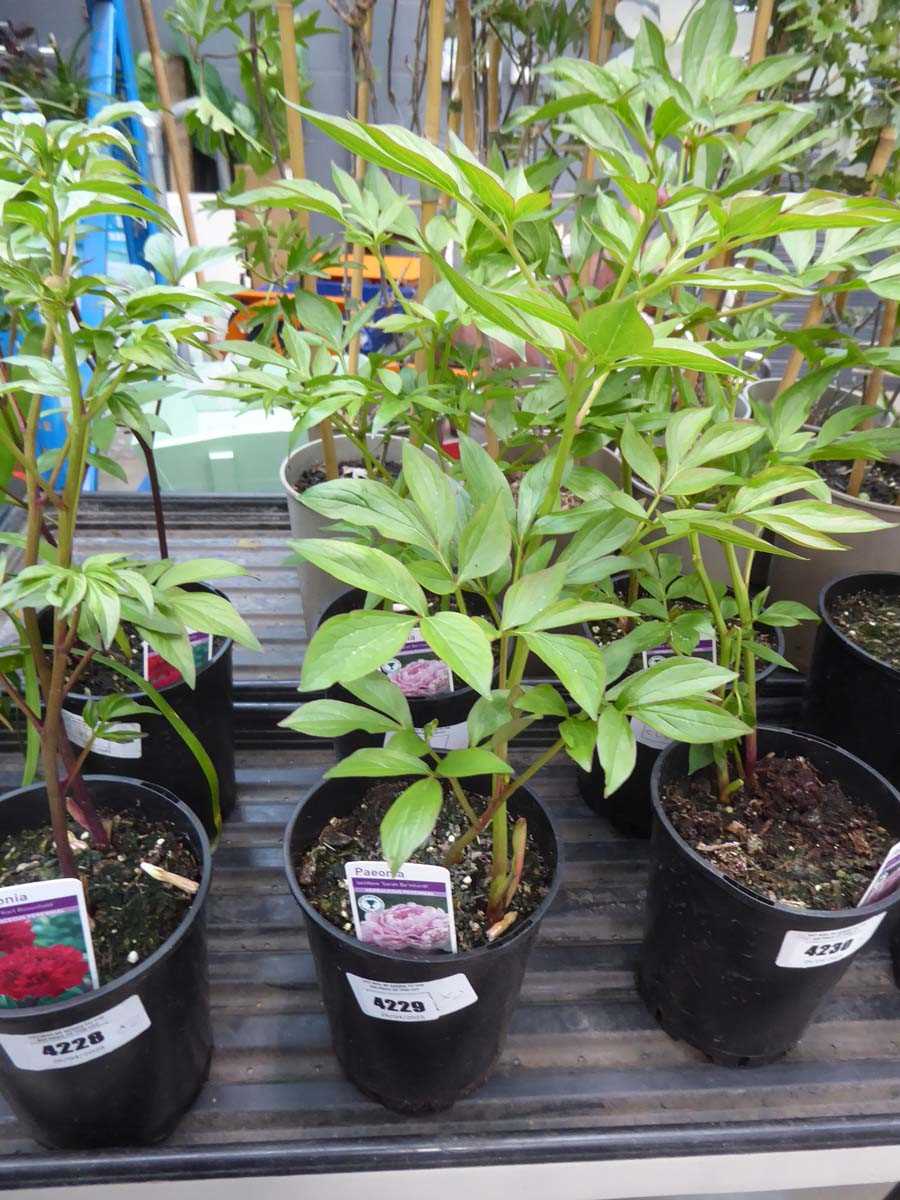 Lot 4229 - 2x Paeonia Peony