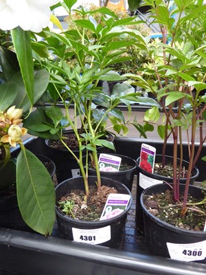 Lot 4230 - 2x Paeonia Peony