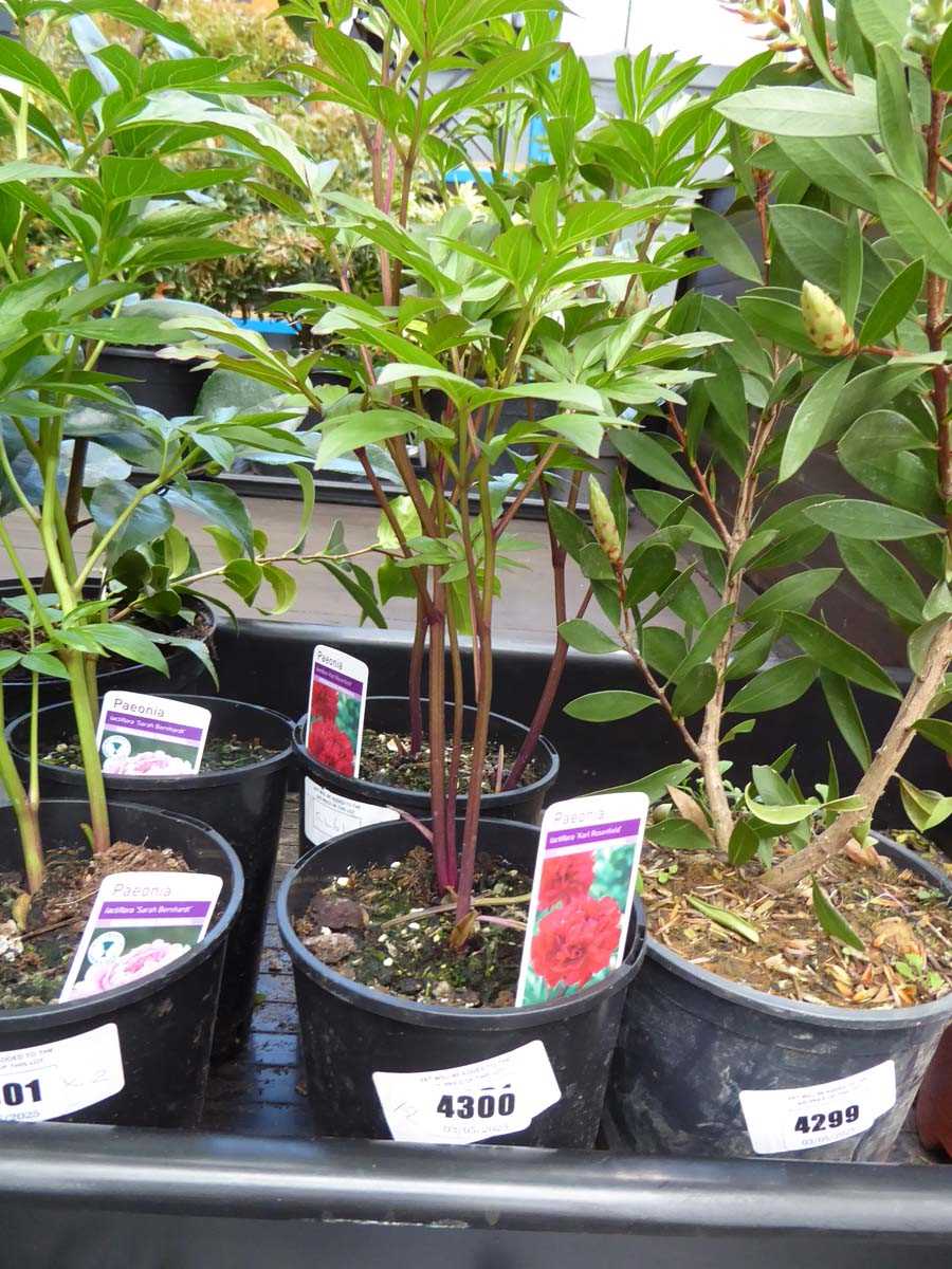 Lot 4231 - 2x Paeonia Peony