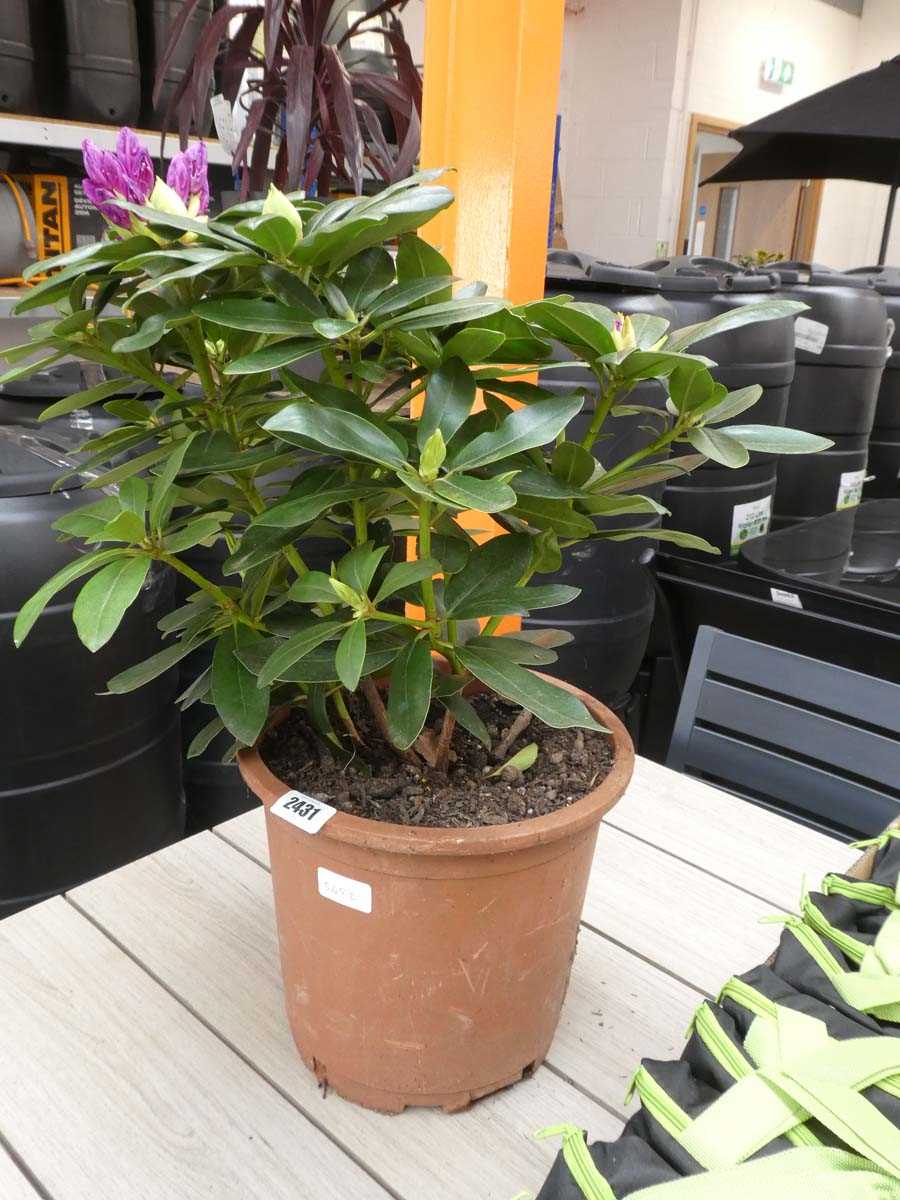 Lot 2431 - Large potted rhododendron