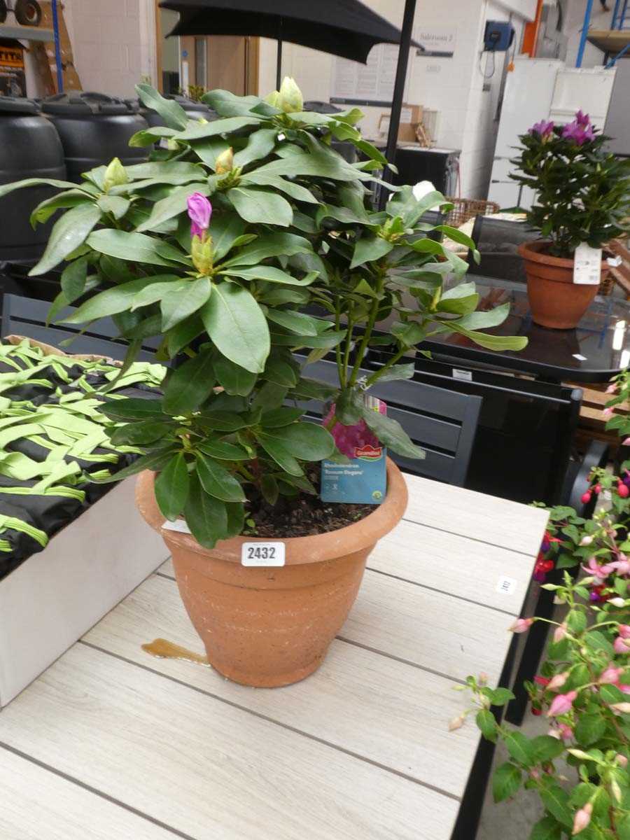 Lot 2432 - Large potted rhododendron