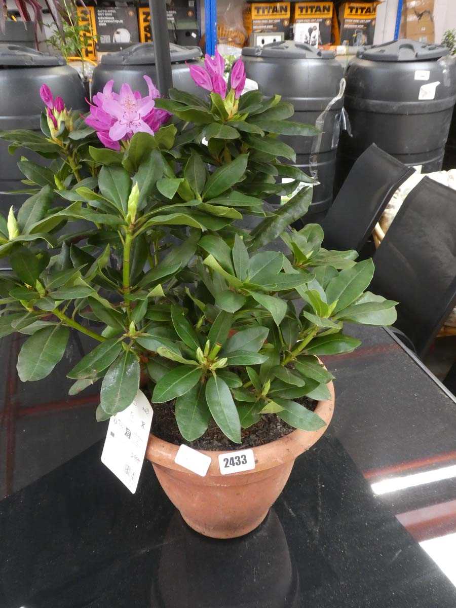 Lot 2433 - Large potted rhododendron