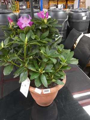 Lot 2433 - Large potted rhododendron