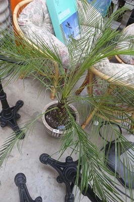 Lot 2434 - Large potted palm