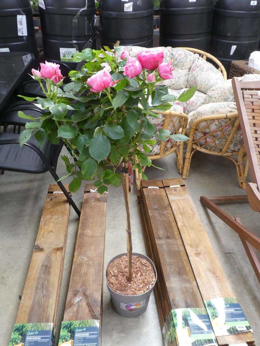 Lot 2435 - Large potted Rosa Palace Pride