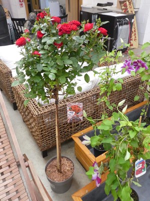 Lot 2436 - Large potted Rosa Palace Pride