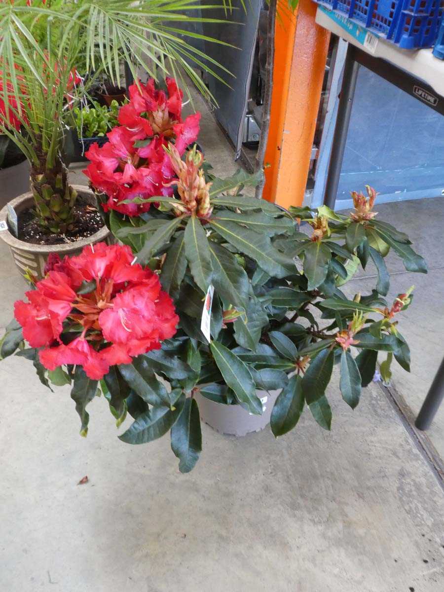 Lot 2437 - Large potted Halfdan Lem red rhododendron