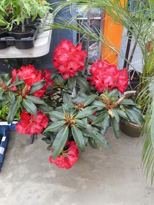 Lot 2438 - Large potted Halfdan Lem red rhododendron