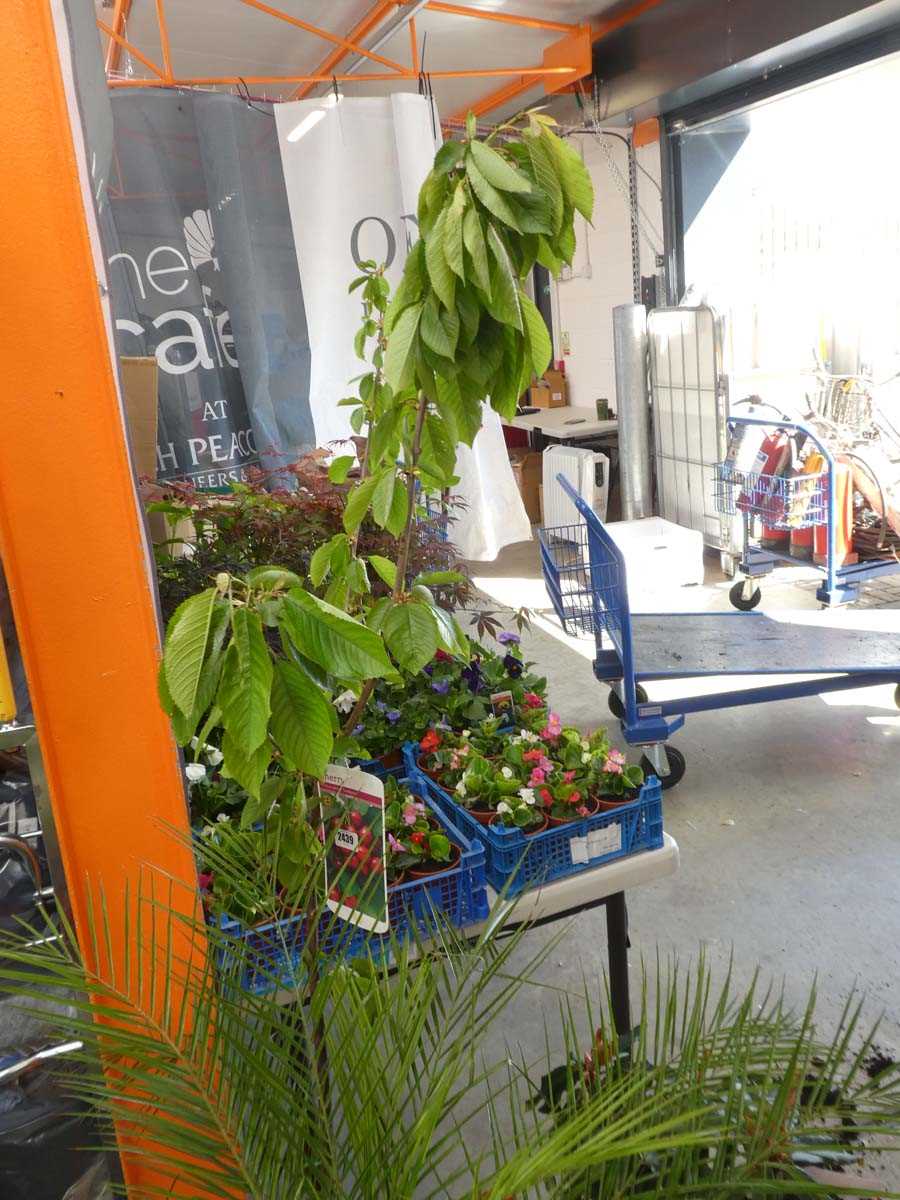 Lot 2439 - Large potted cherry Sunburst fruit tree