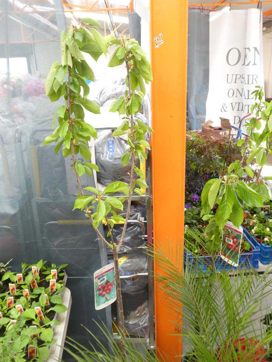 Lot 2440 - Large potted cherry Stella fruit tree