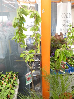Lot 2440 - Large potted cherry Stella fruit tree