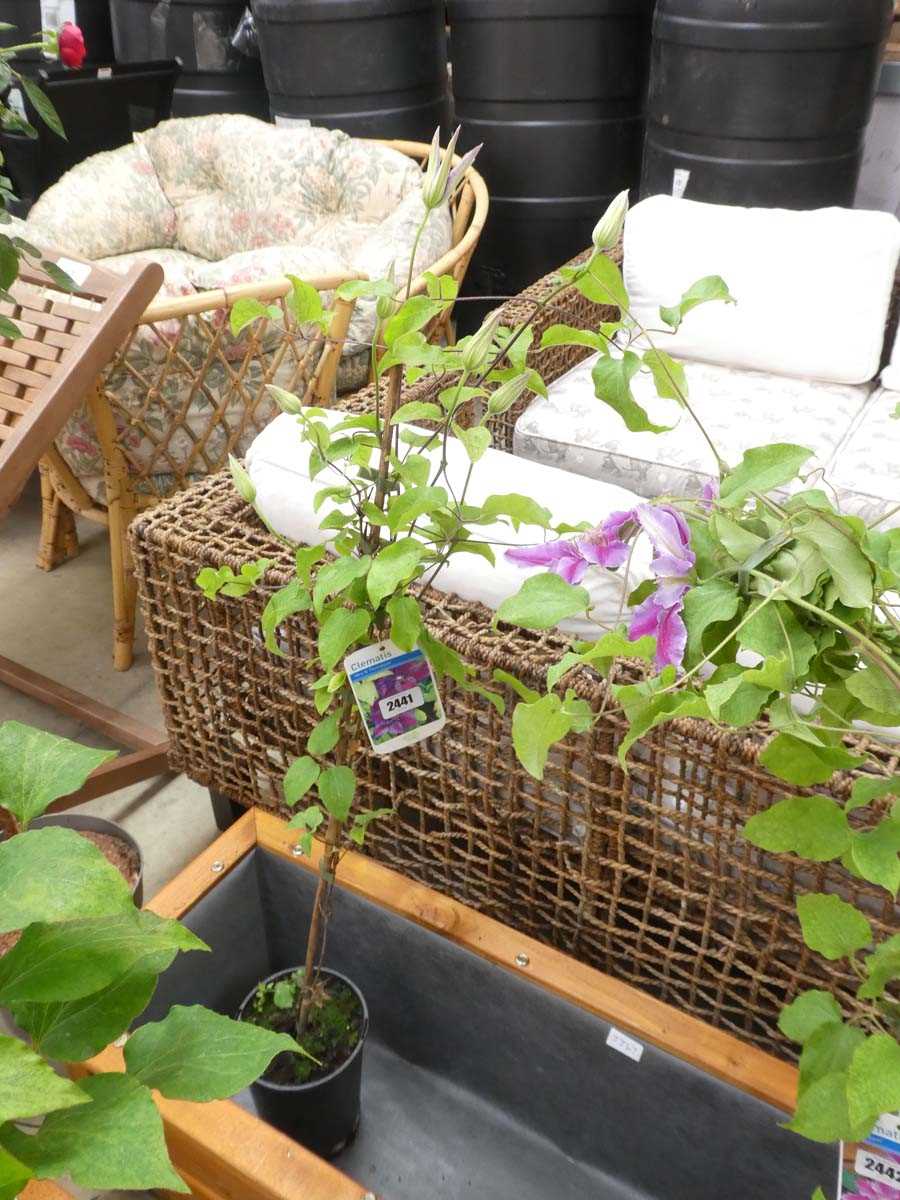 Lot 2441 - Potted Mrs. N. Thompson climbing clematis