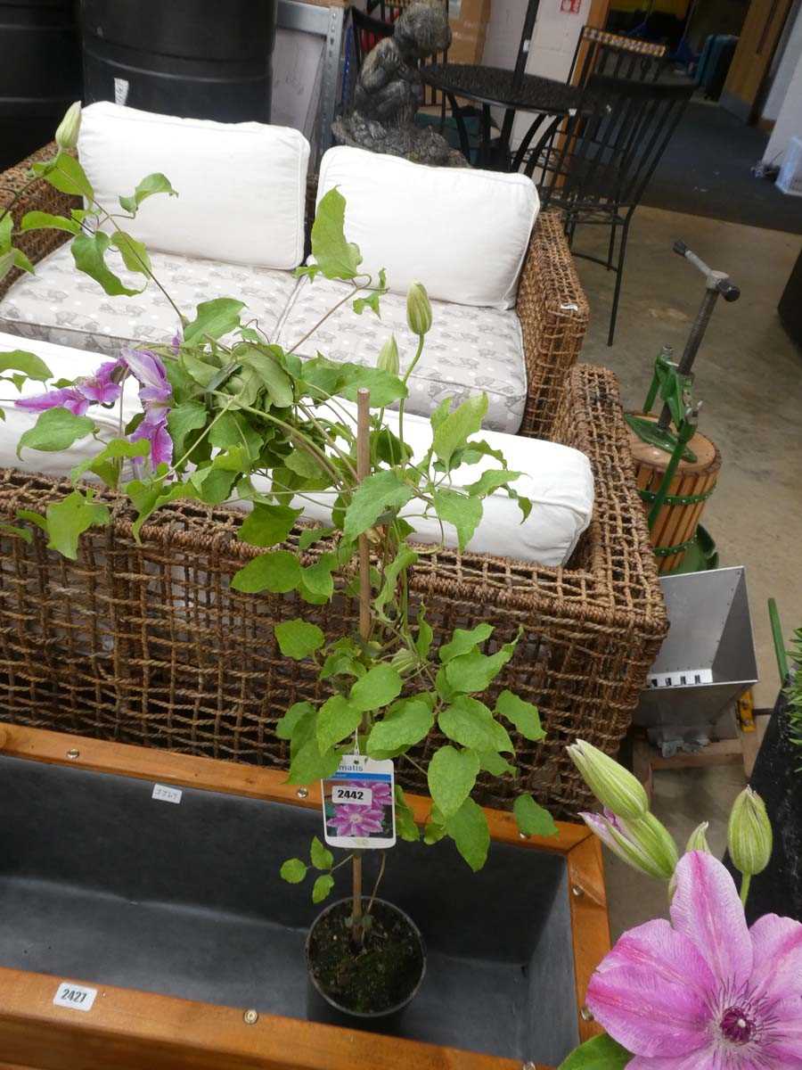 Lot 2442 - Potted Dr. Ruppel climbing clematis
