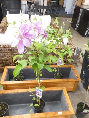 Lot 2443 - Potted Bees Jubilee climbing clematis