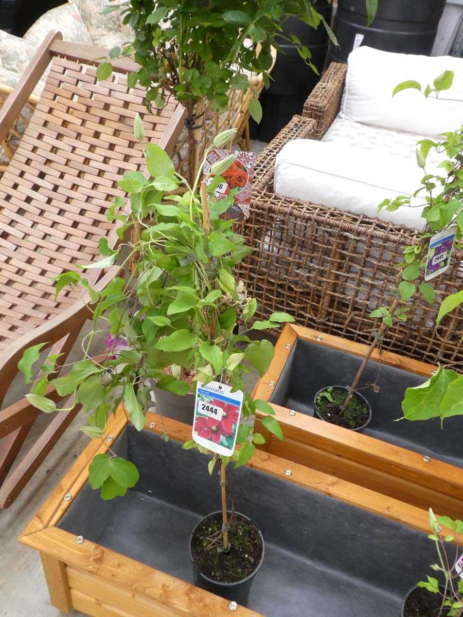 Lot 2444 - Potted Sunset climbing clematis