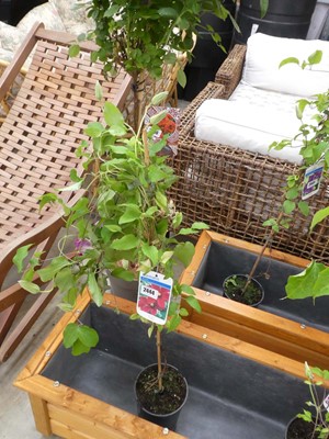 Lot 2444 - Potted Sunset climbing clematis