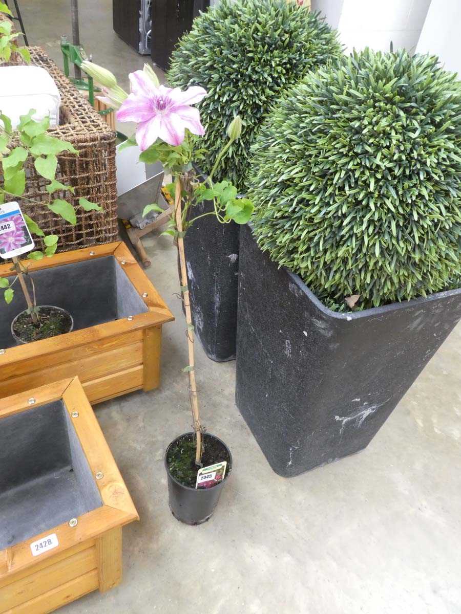 Lot 2445 - Potted Carnaby climbing clematis