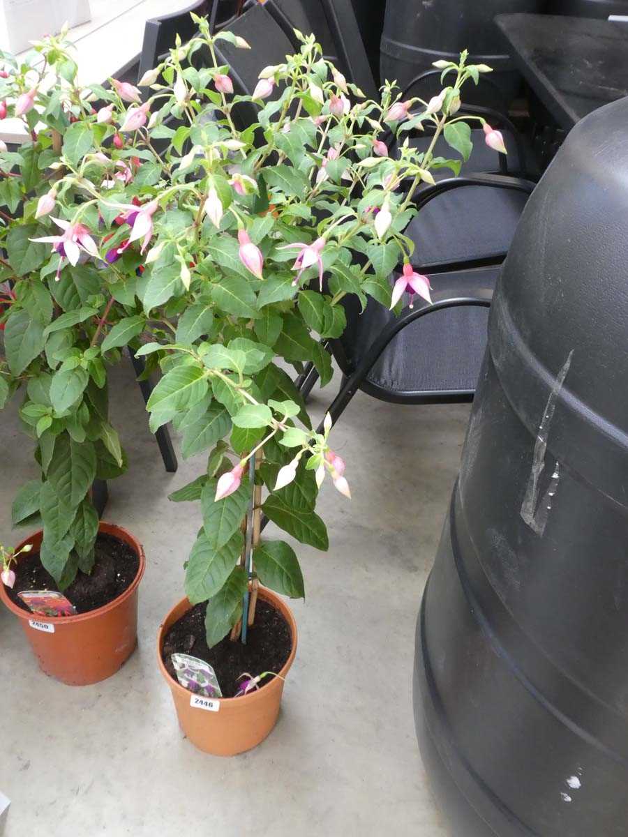 Lot 2446 - Large potted Rivendell fuchsia bush