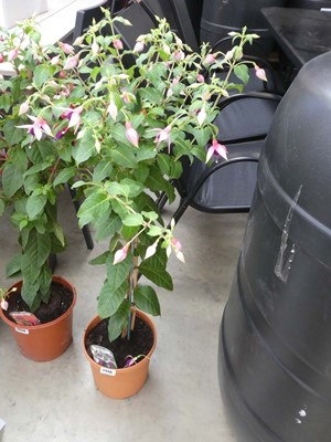 Lot 2446 - Large potted Rivendell fuchsia bush