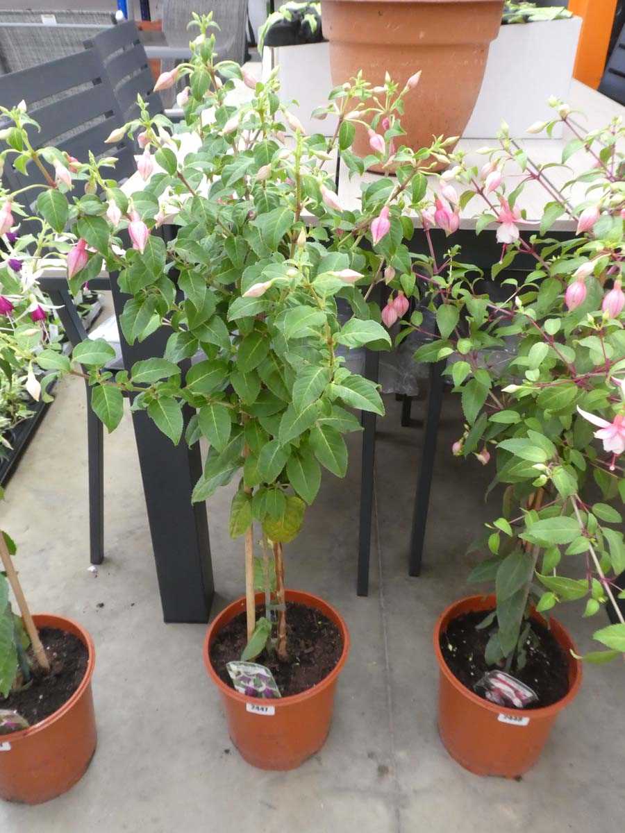 Lot 2447 - Large potted Rivendell fuchsia bush