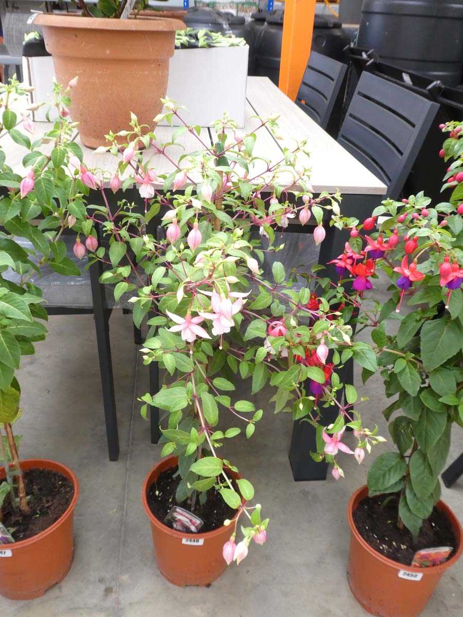 Lot 2448 - Large potted Vivian Thompson fuchsia bush