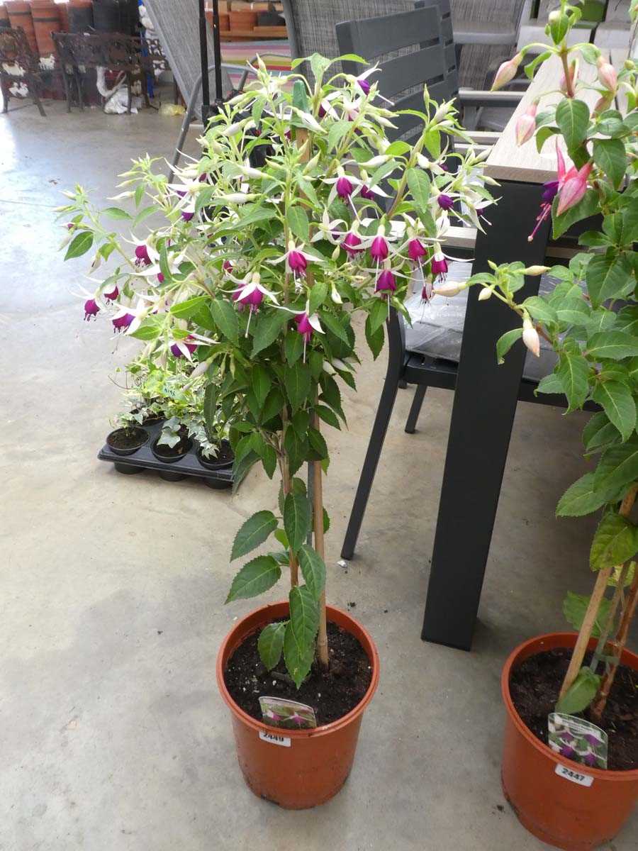 Lot 2449 - Large potted Anne Reid fuchsia bush