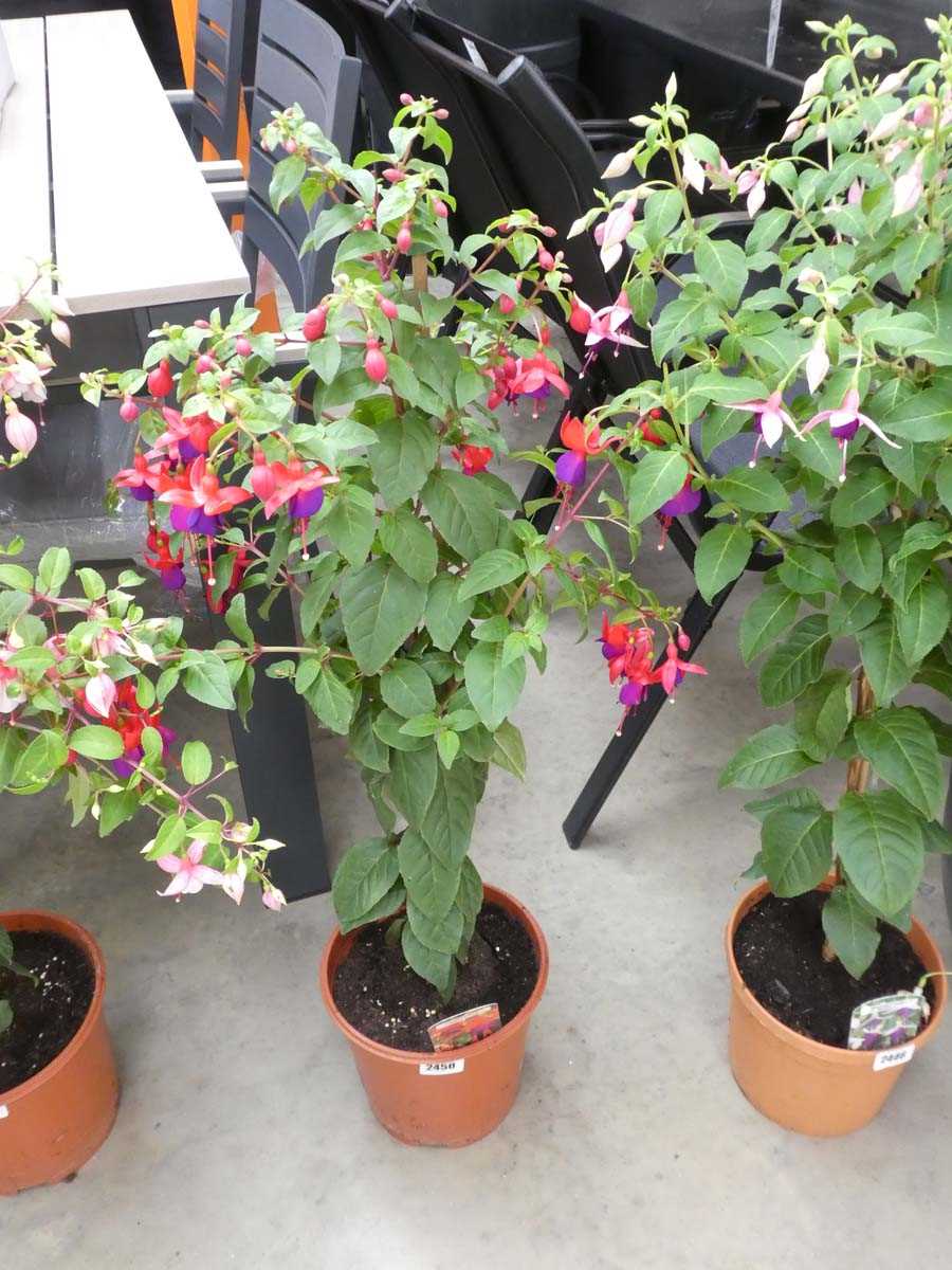 Lot 2450 - Large potted Purple Patch fuchsia bush