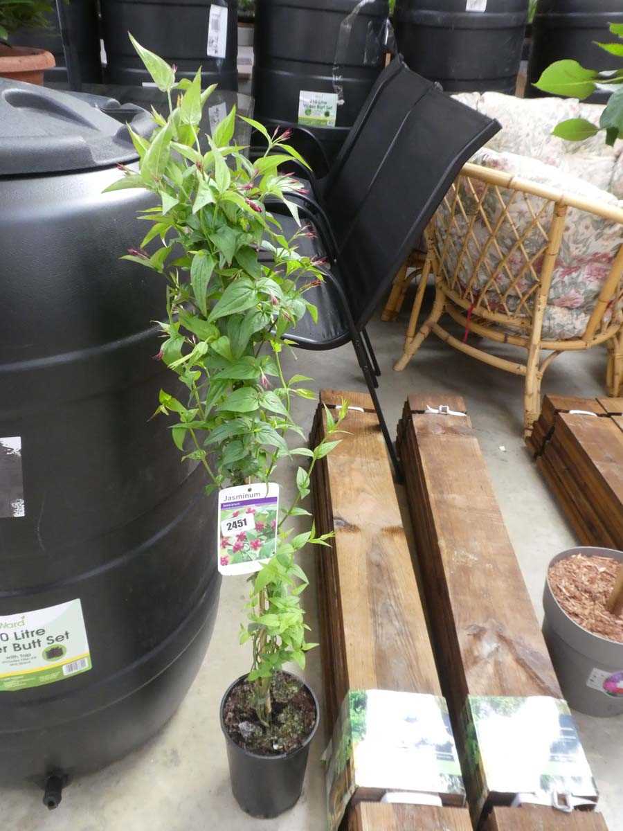 Lot 2451 - Potted climbing jasmine