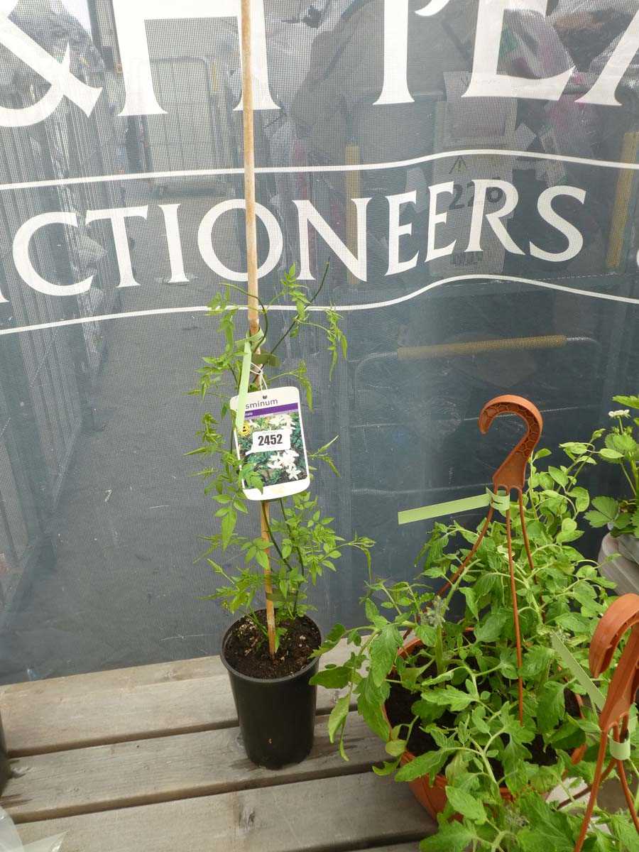 Lot 2452 - Potted climbing jasmine