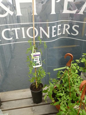 Lot 2452 - Potted climbing jasmine