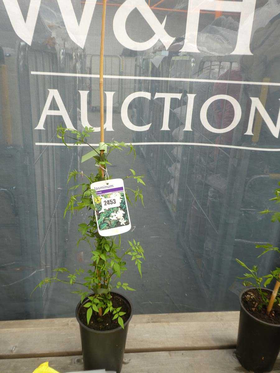 Lot 2453 - Potted climbing jasmine