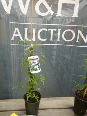 Lot 2453 - Potted climbing jasmine