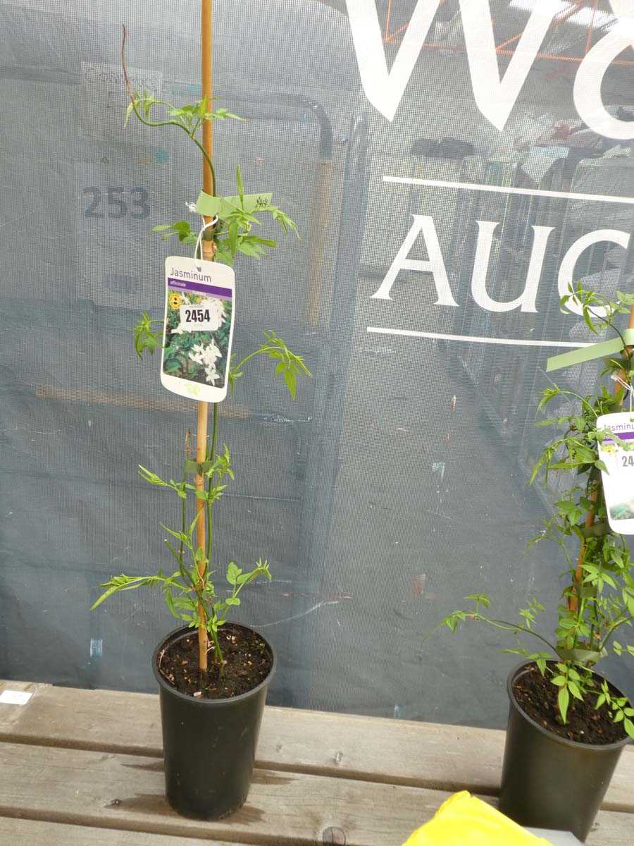 Lot 2454 - Potted climbing jasmine