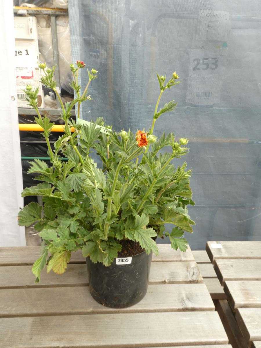 Lot 2455 - Large potted Mrs. J. Bradshaw Geum