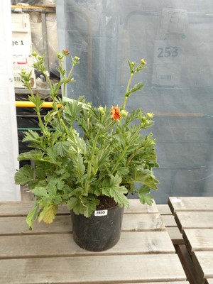 Lot 2455 - Large potted Mrs. J. Bradshaw Geum