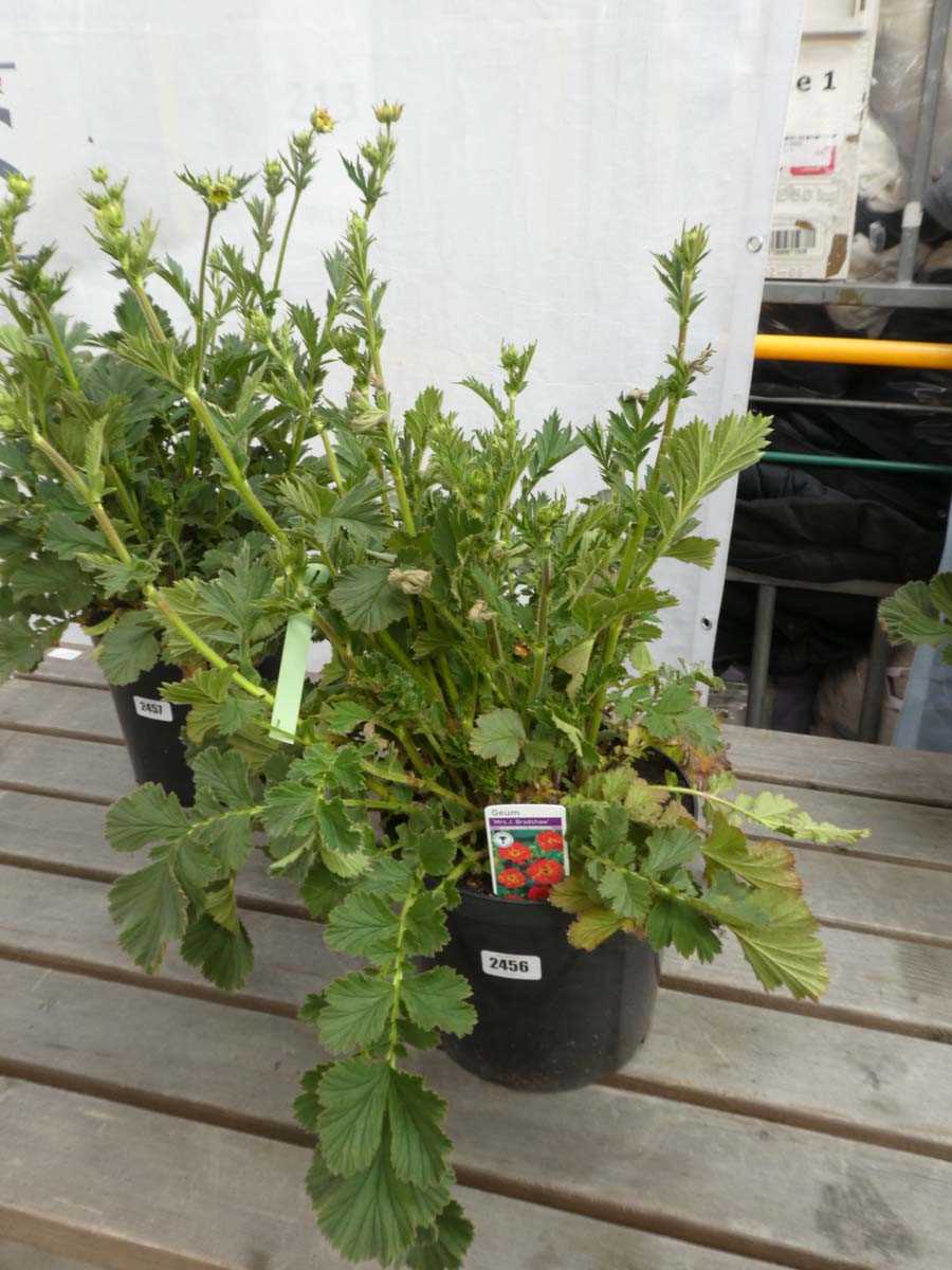 Lot 2456 - Large potted Mrs. J. Bradshaw Geum